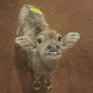 Meet your Posher, Madison